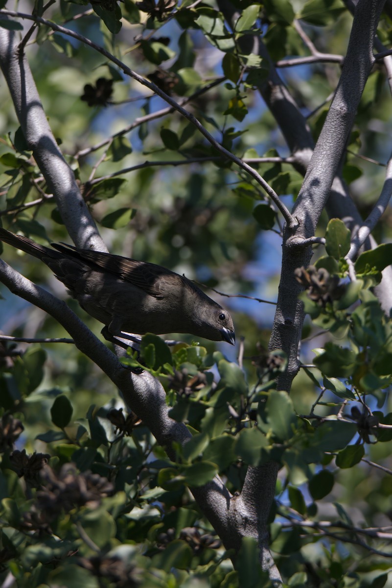 Shiny Cowbird - ML642716064