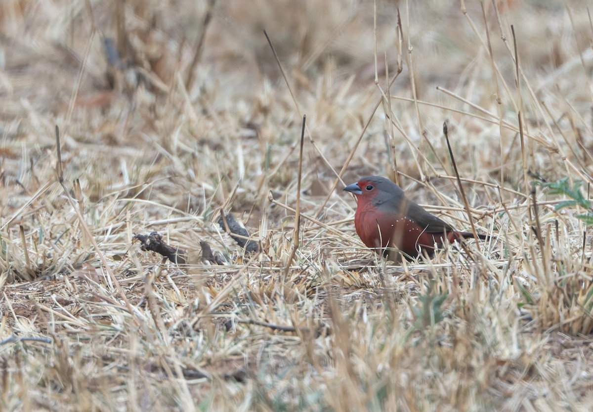African Firefinch - ML642716093