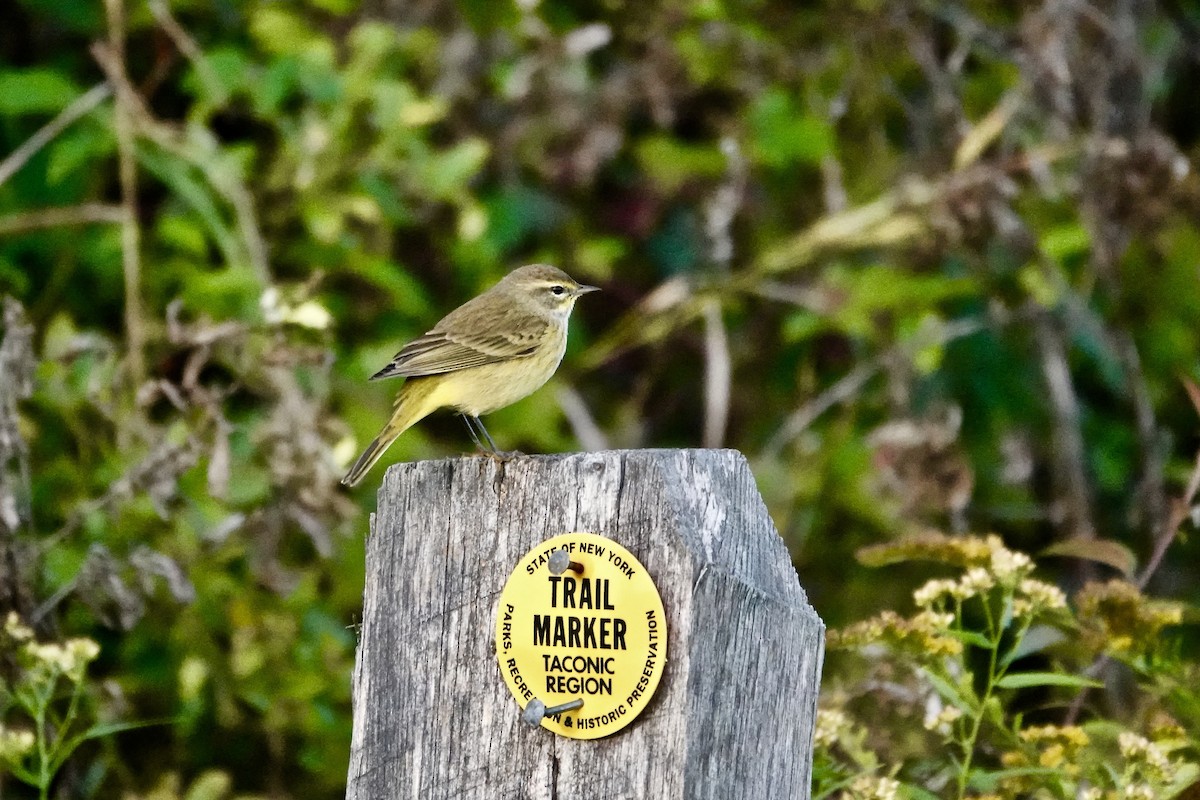Palm Warbler - ML642716097