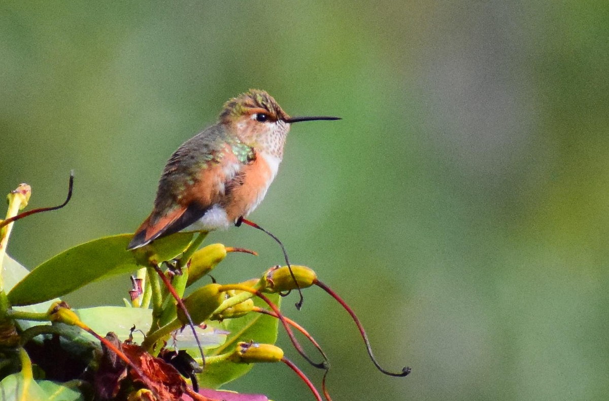 Rufous Hummingbird - ML642716133