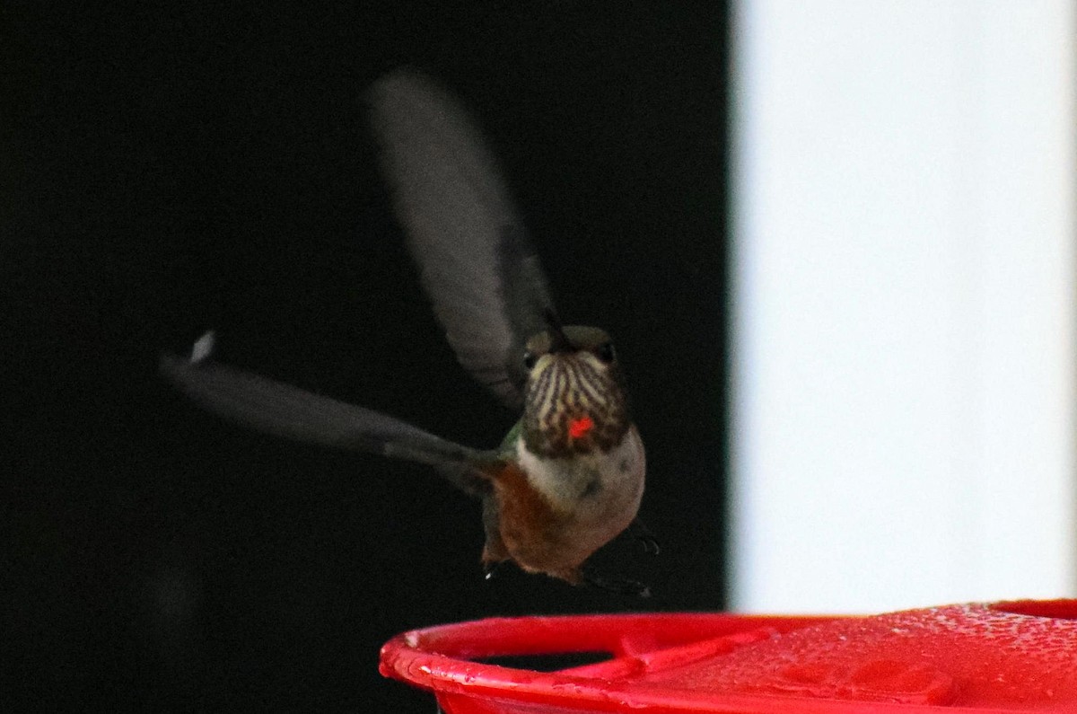 Rufous Hummingbird - ML642716134