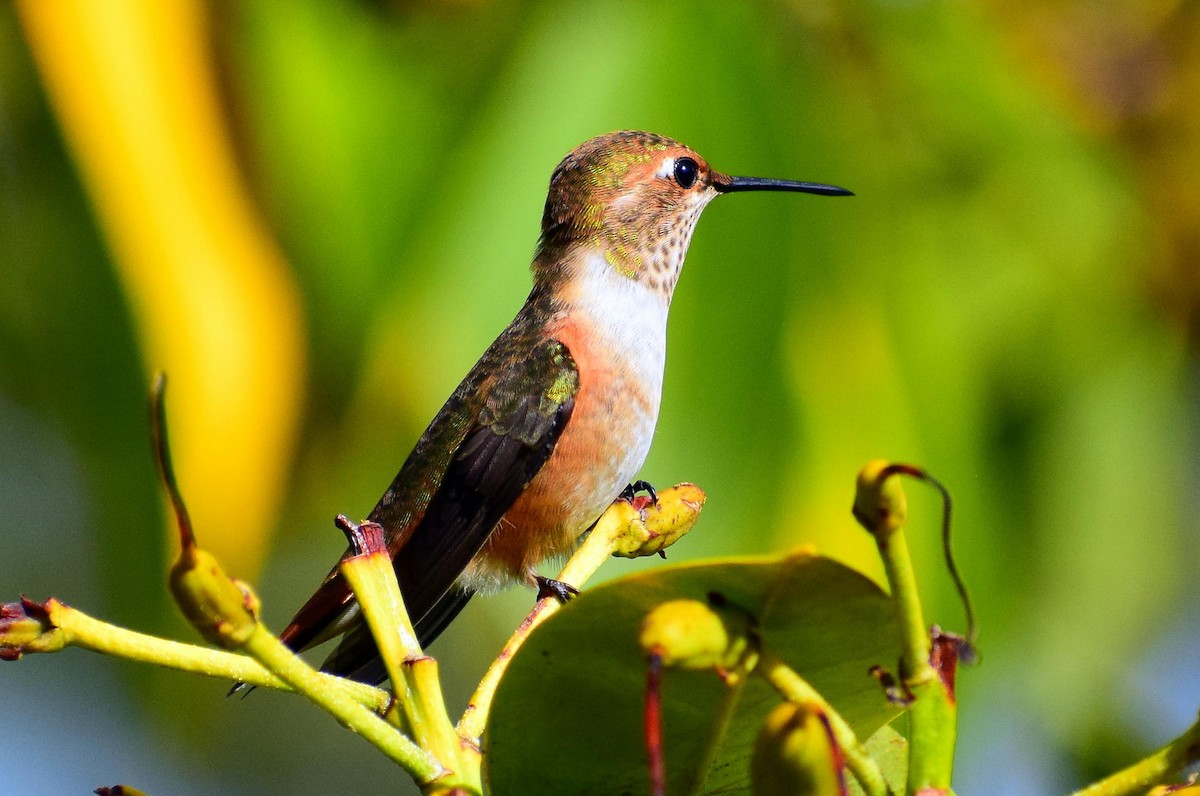 Rufous Hummingbird - ML642716135