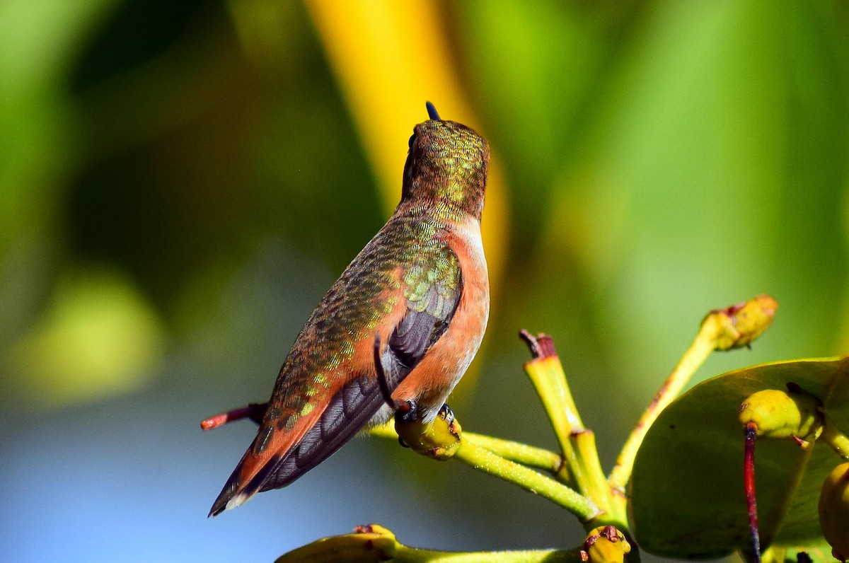 Rufous Hummingbird - ML642716136