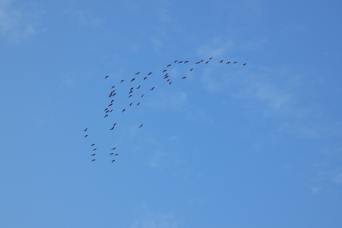 Pink-footed Goose - ML642716140
