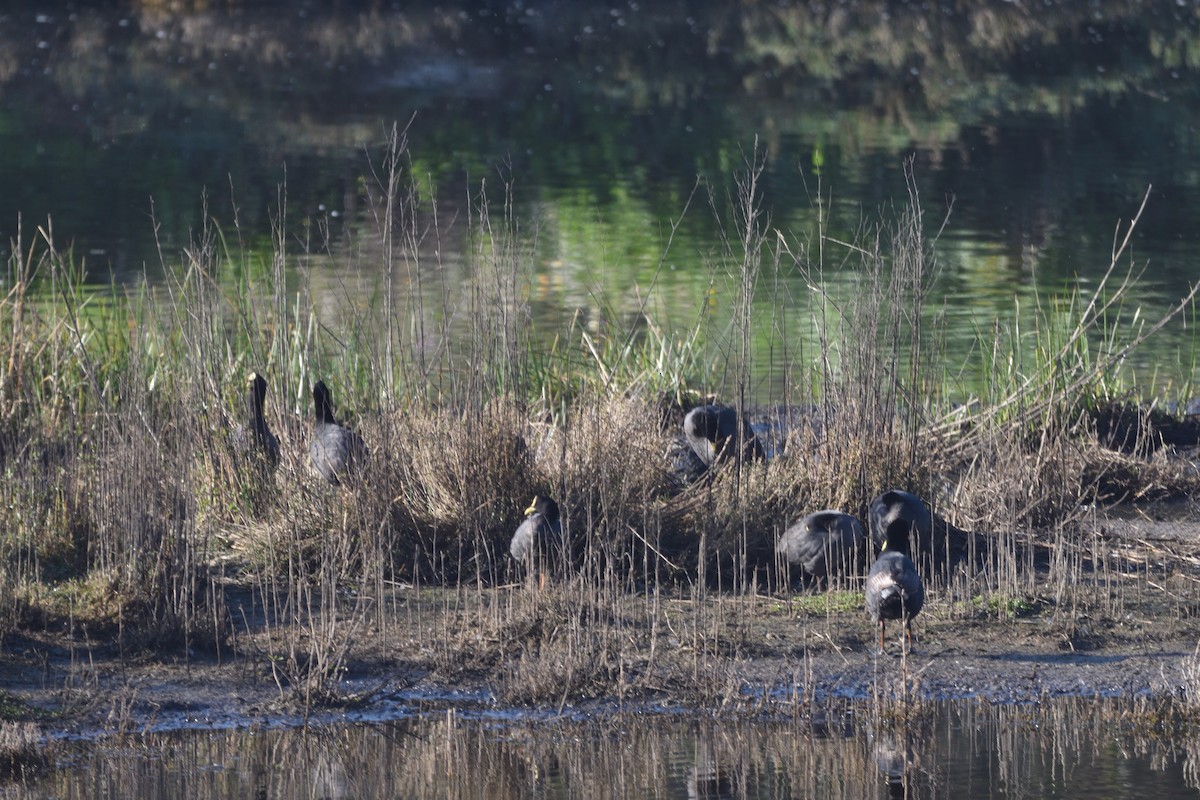Red-gartered Coot - ML642716141