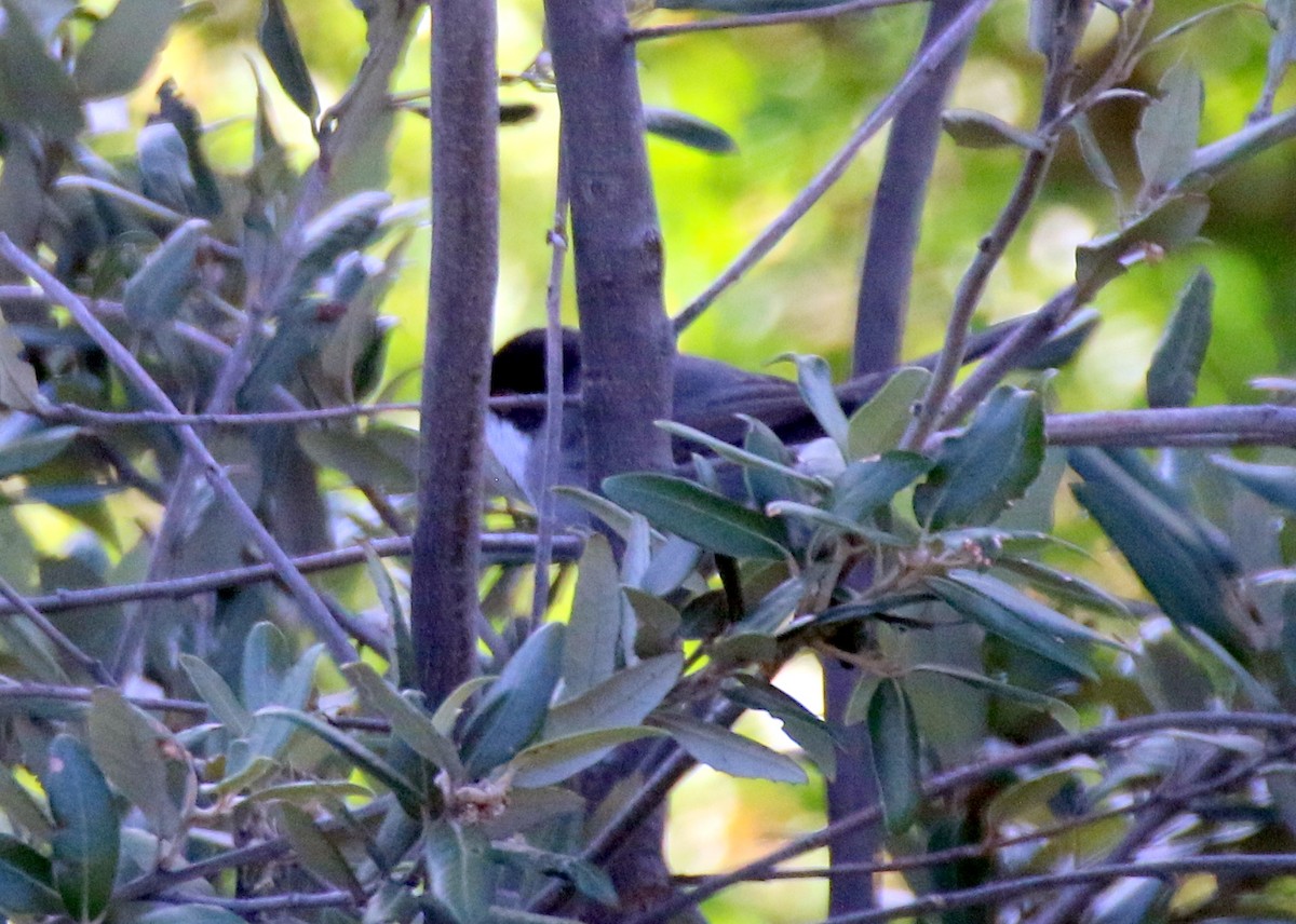 Sardinian Warbler - ML642716142