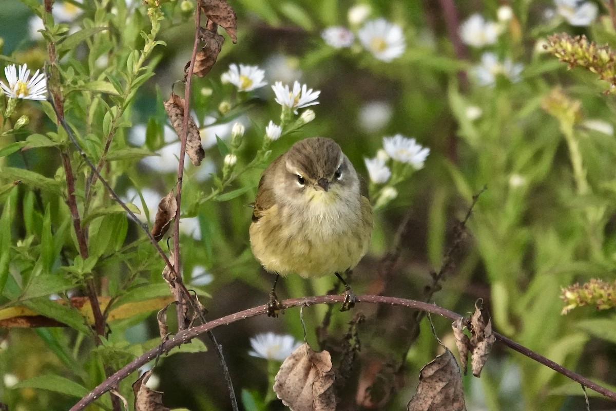 Palm Warbler - ML642716143