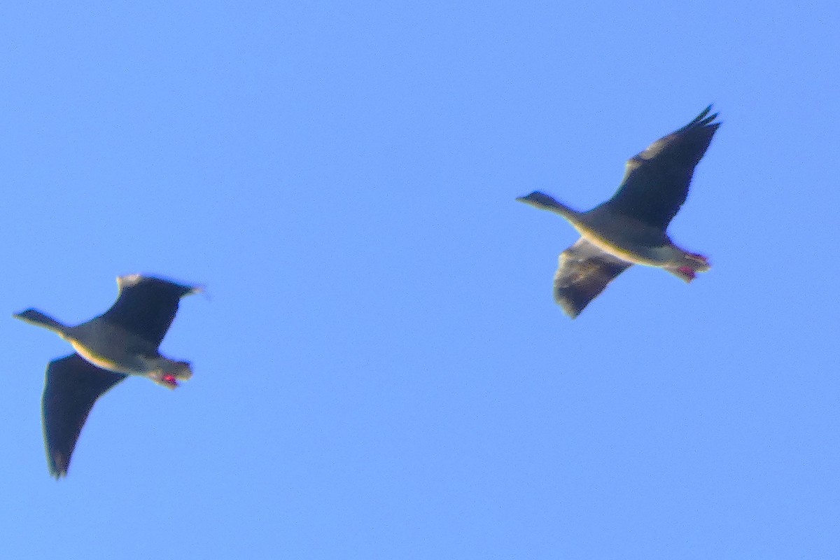 Pink-footed Goose - ML642716159