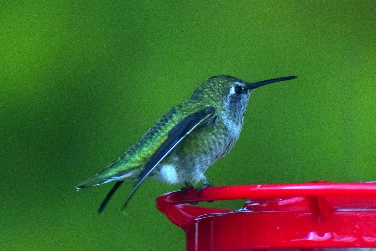 Anna's Hummingbird - ML642716174