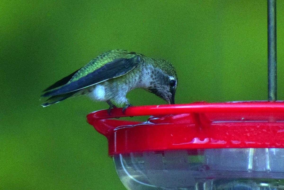 Anna's Hummingbird - ML642716176