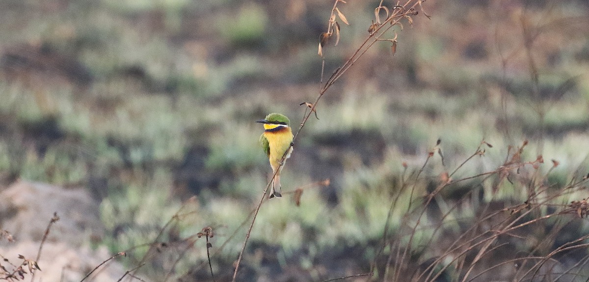Blue-breasted Bee-eater - ML642716187