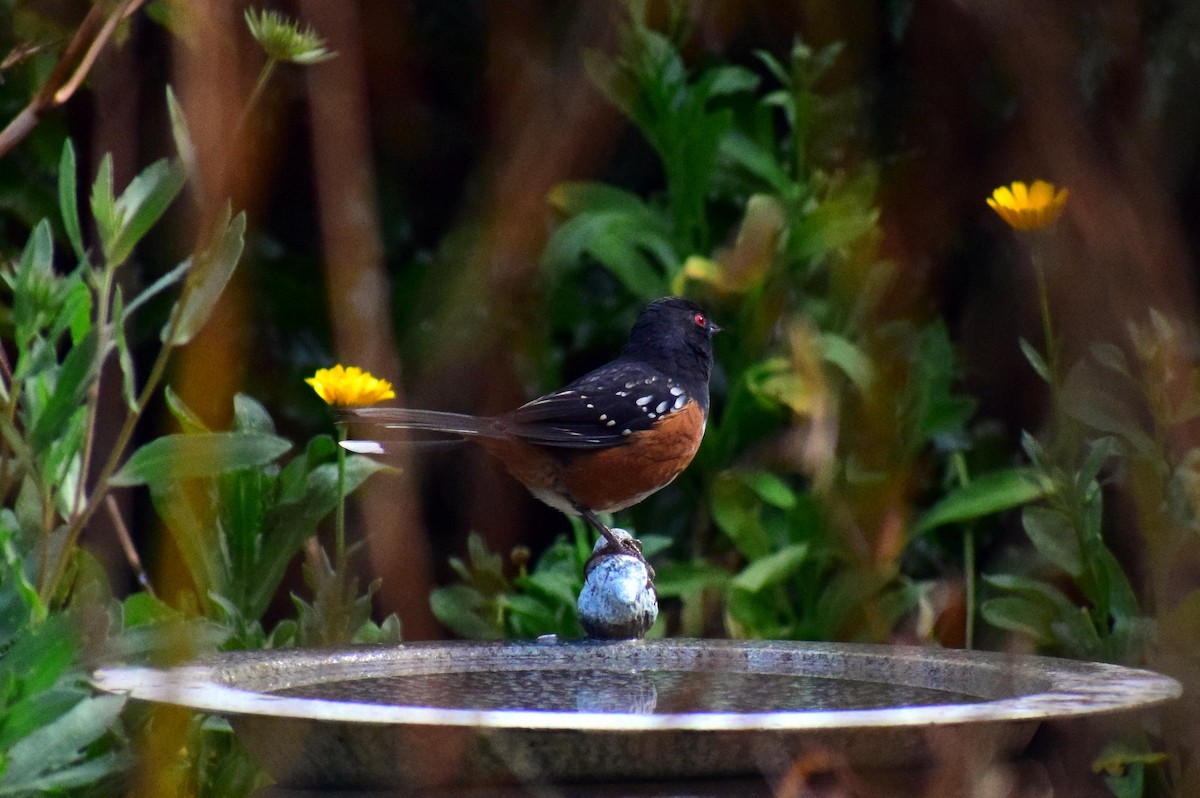 Spotted Towhee - ML642716197