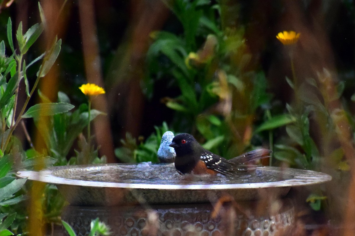 Spotted Towhee - ML642716198