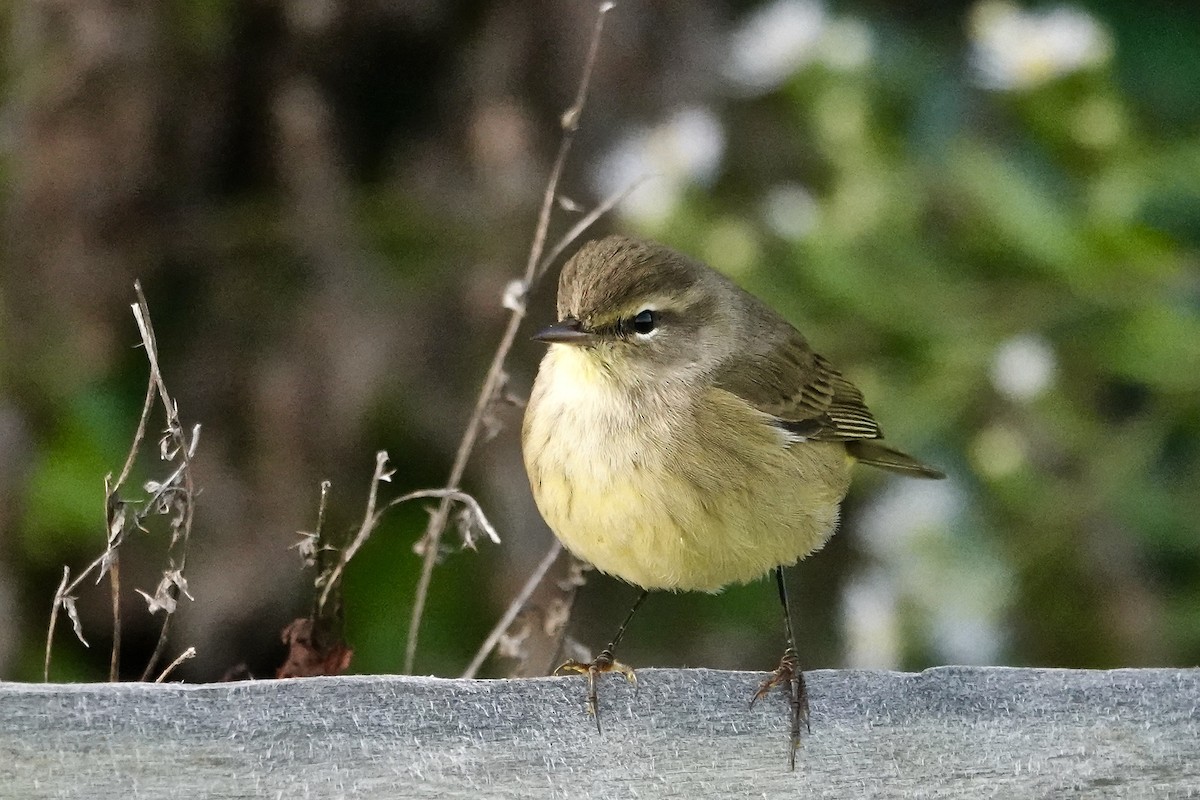 Palm Warbler - ML642716211