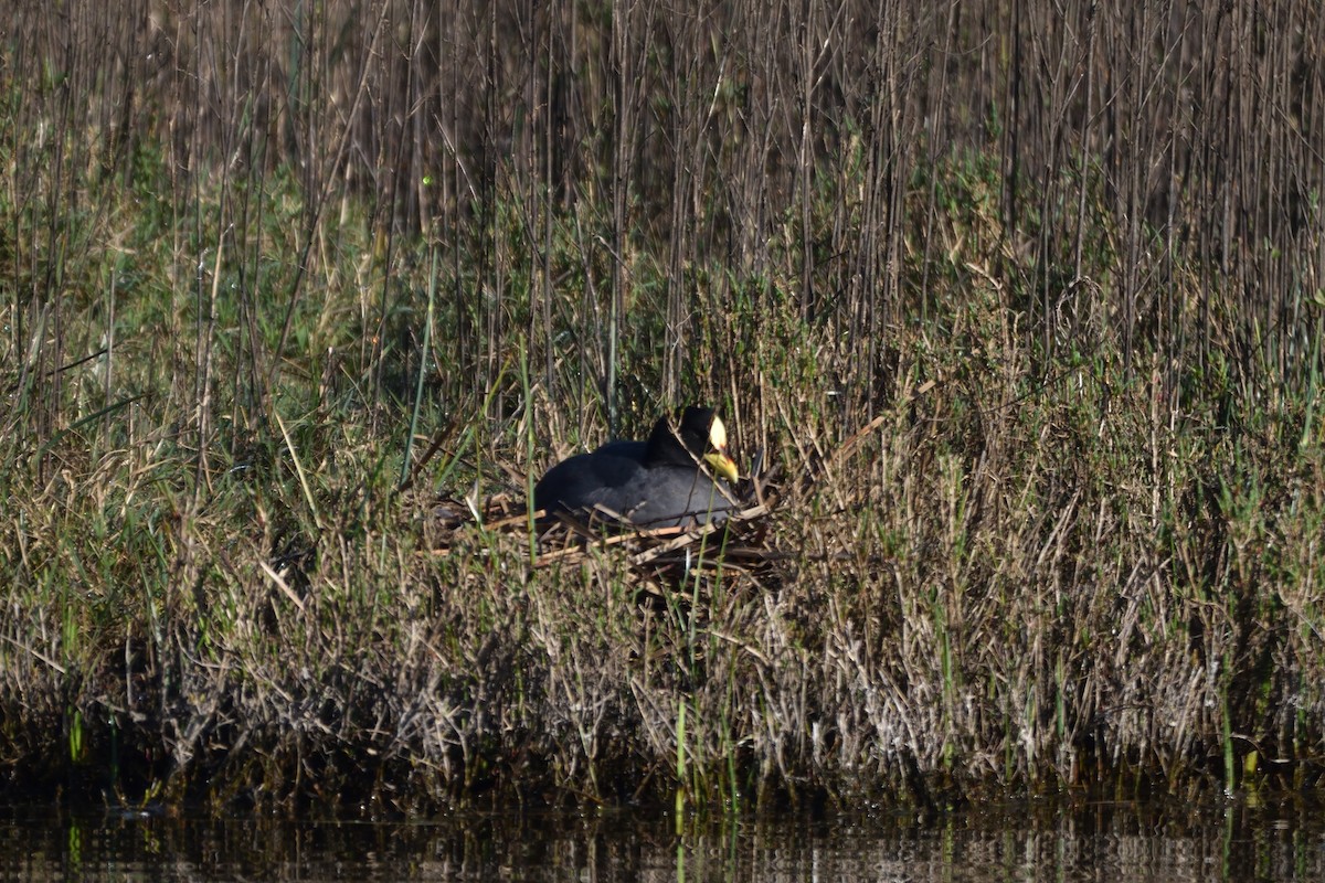 Red-gartered Coot - ML642716212