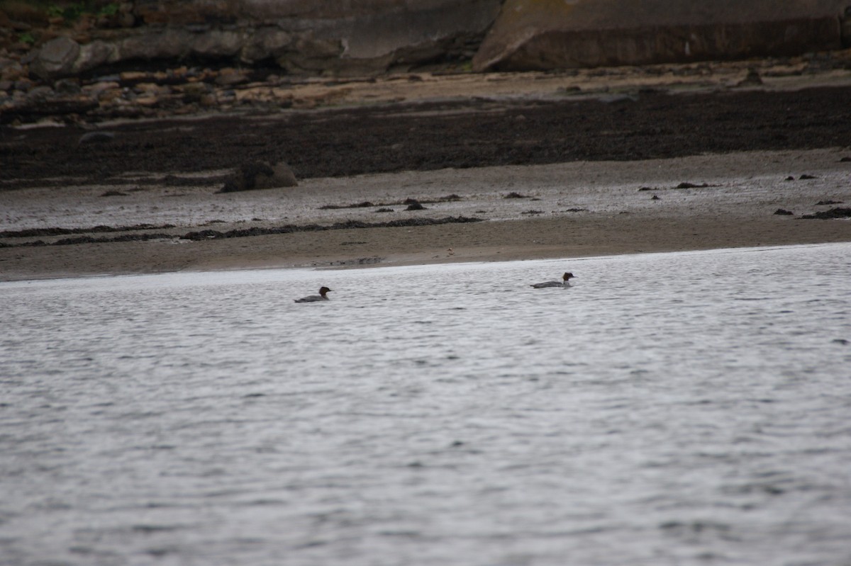 Common Merganser - ML642716215