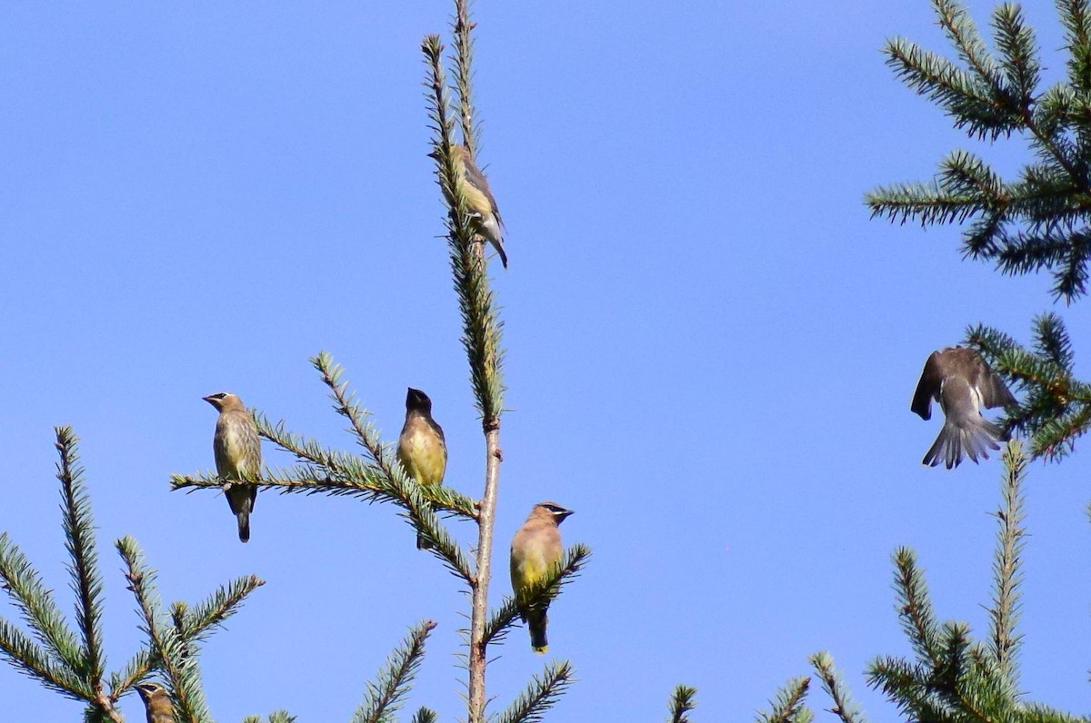 Cedar Waxwing - ML642716228
