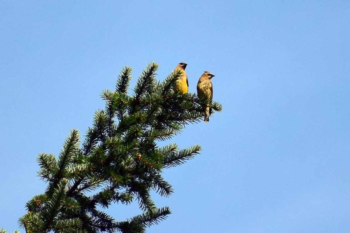 Cedar Waxwing - ML642716229