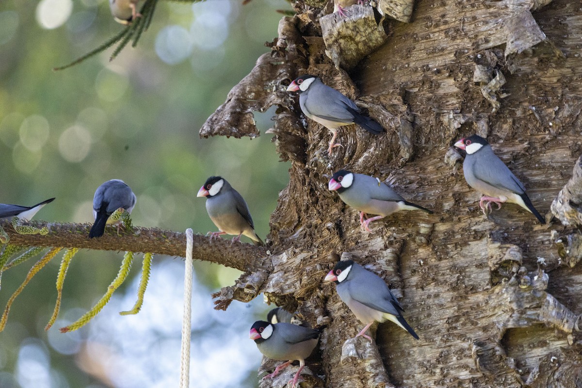 Java Sparrow - ML642716248