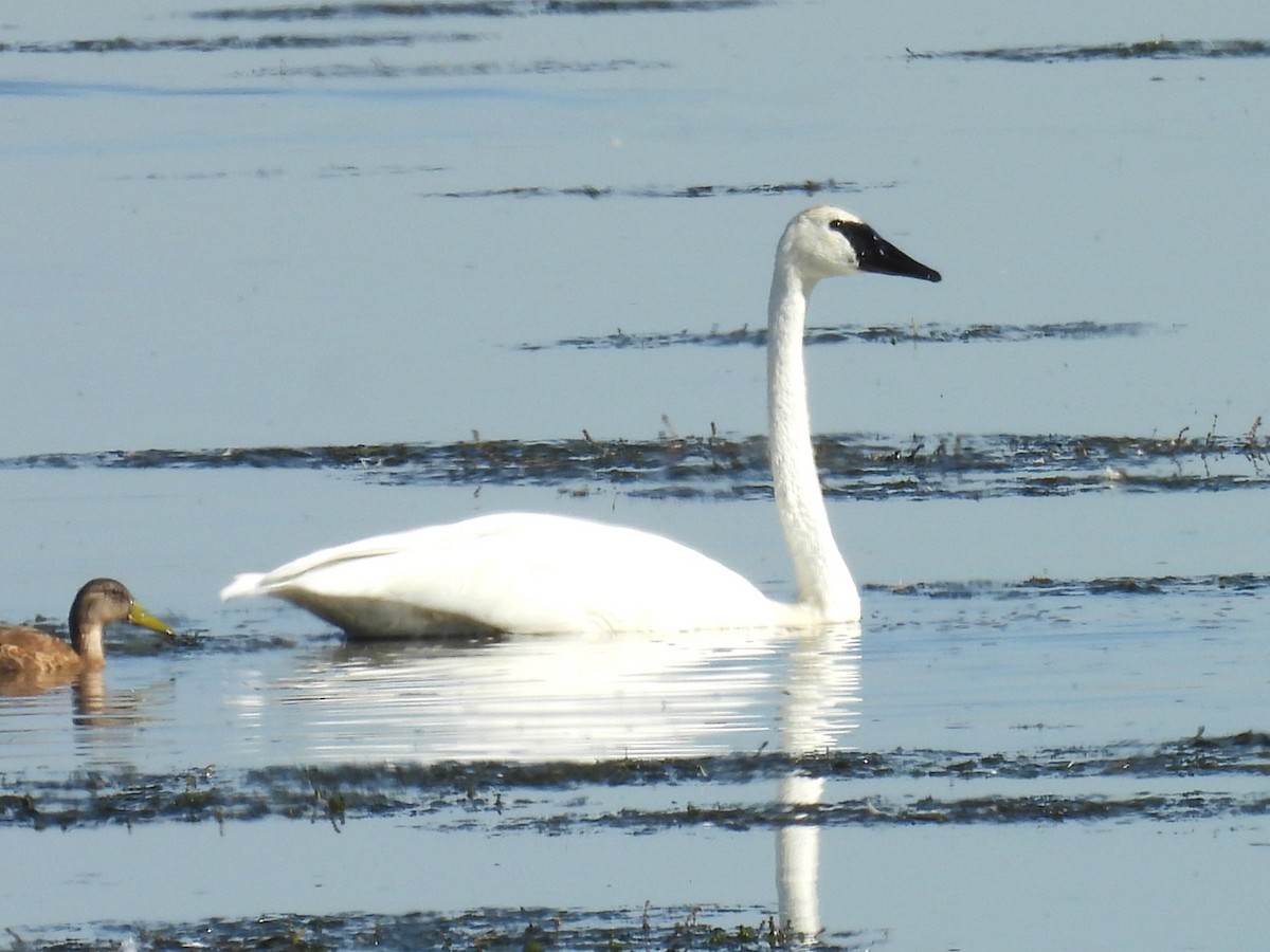 Trumpeter Swan - ML642716251
