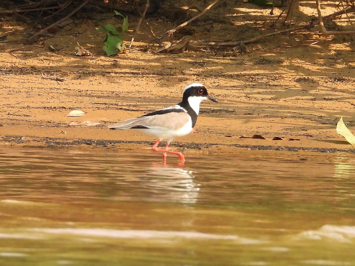 Pied Plover - ML642716254