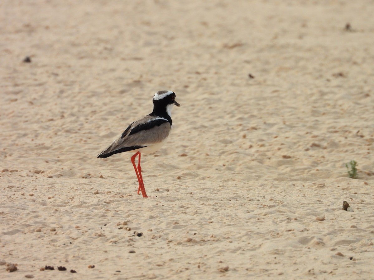 Pied Plover - ML642716255