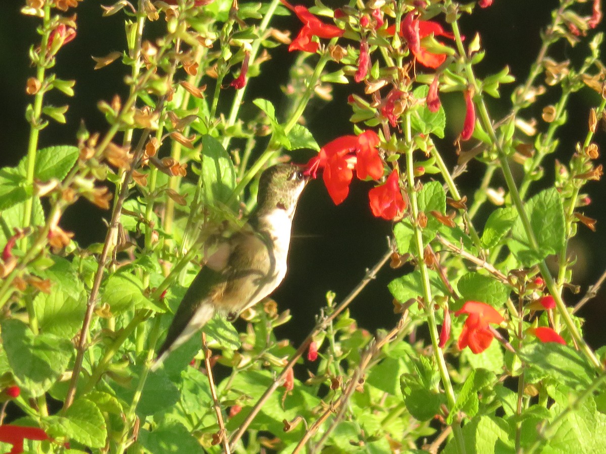 Ruby-throated Hummingbird - ML642716256