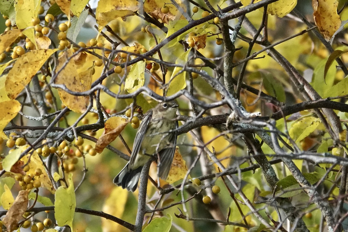 Yellow-rumped Warbler - ML642716269