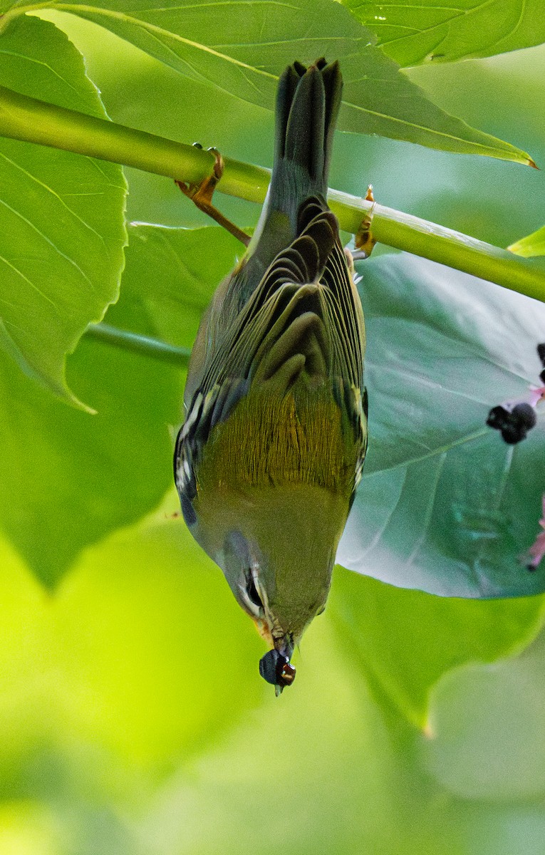 Northern Parula - ML642716273