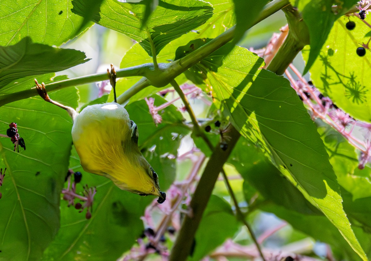 Northern Parula - ML642716274