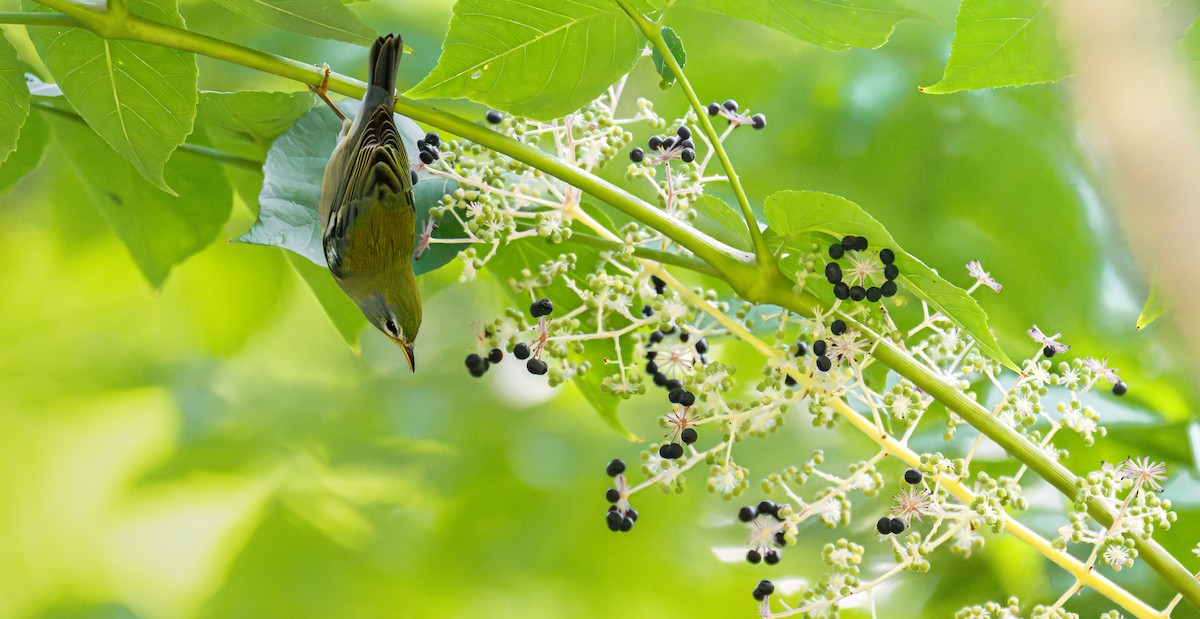 Northern Parula - ML642716275