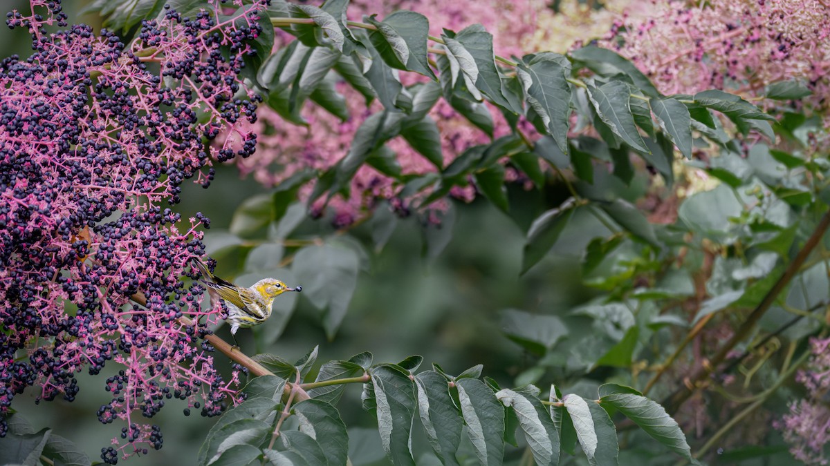 Cape May Warbler - ML642716279