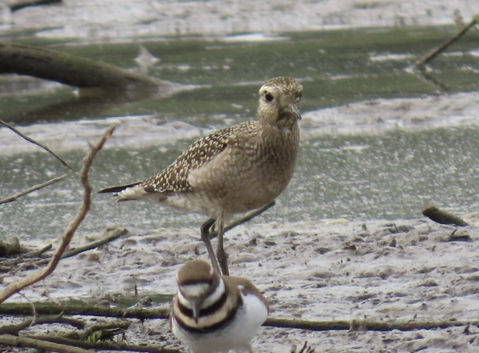American Golden-Plover - ML642716281