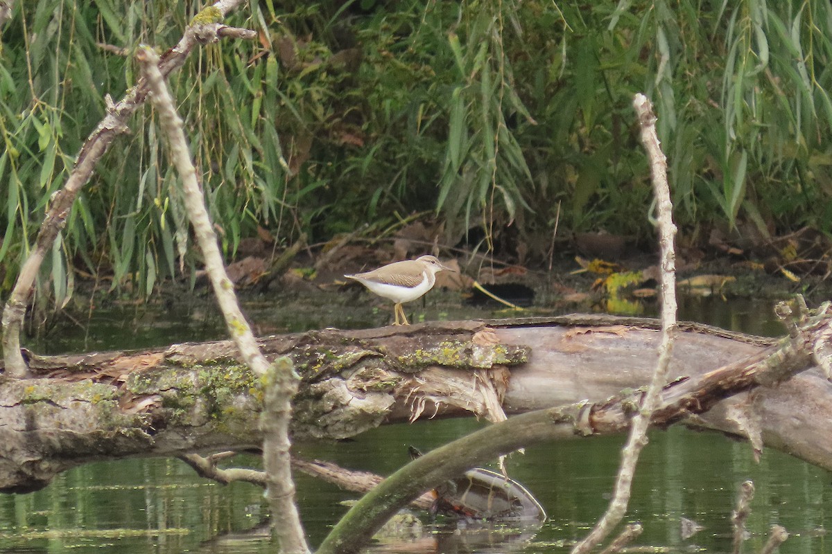 Spotted Sandpiper - ML642716282