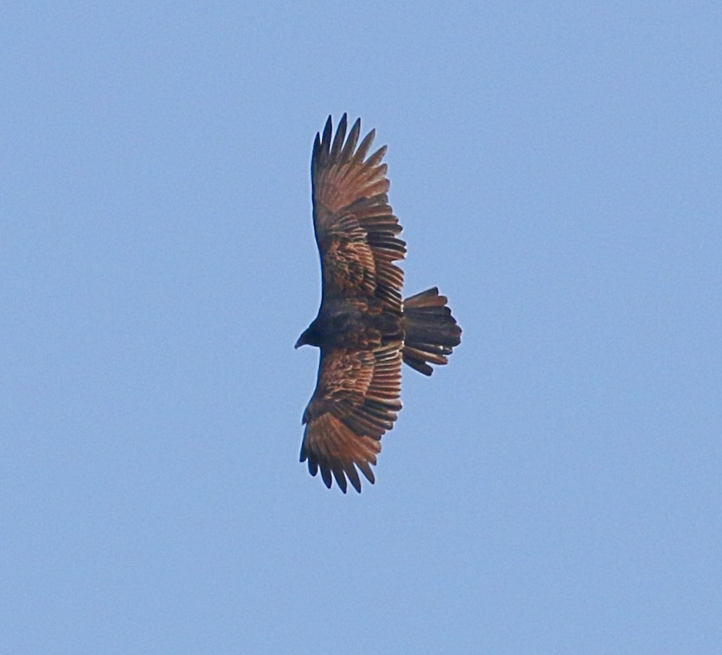 Turkey Vulture - ML642716284