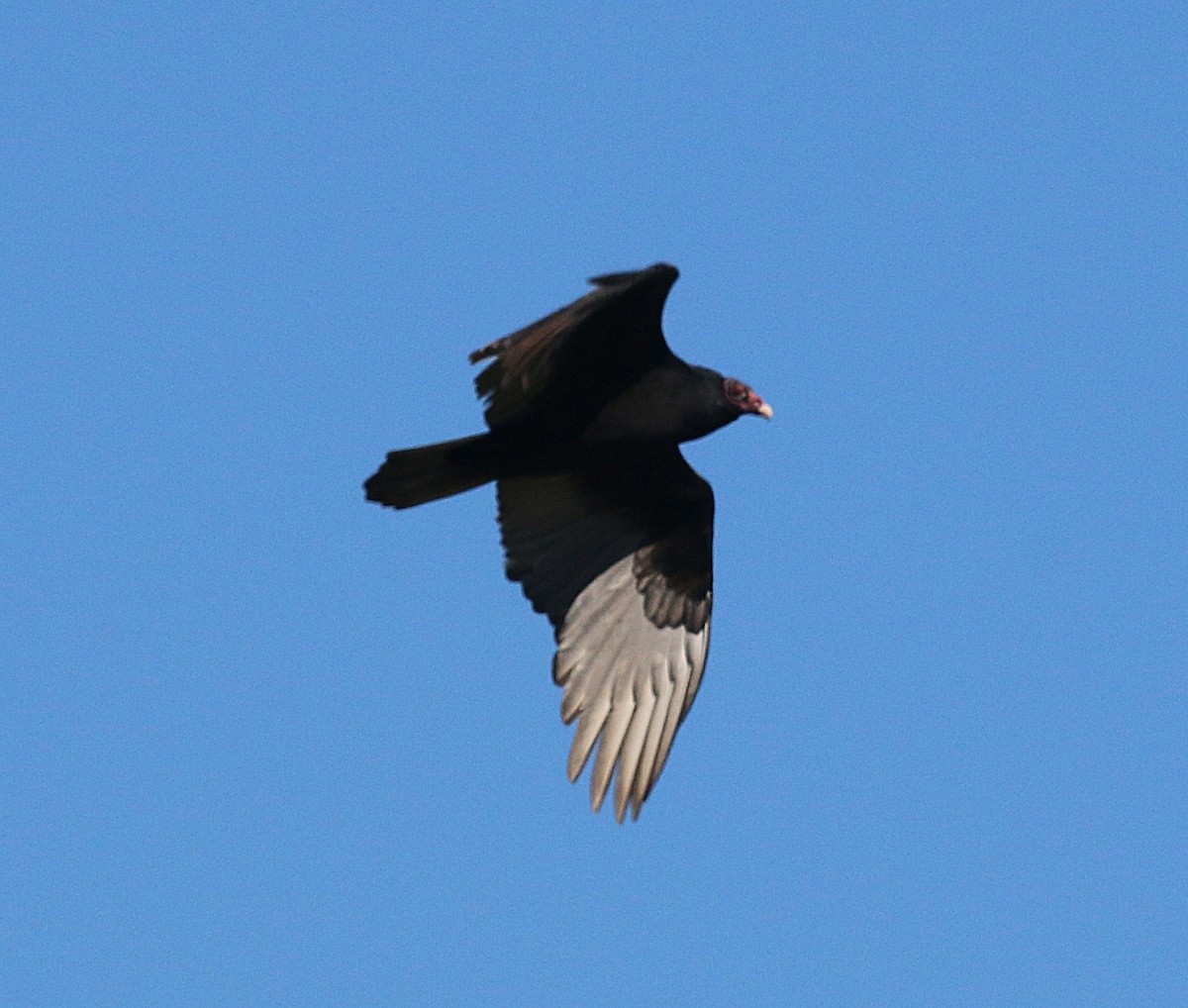 Turkey Vulture - ML642716285