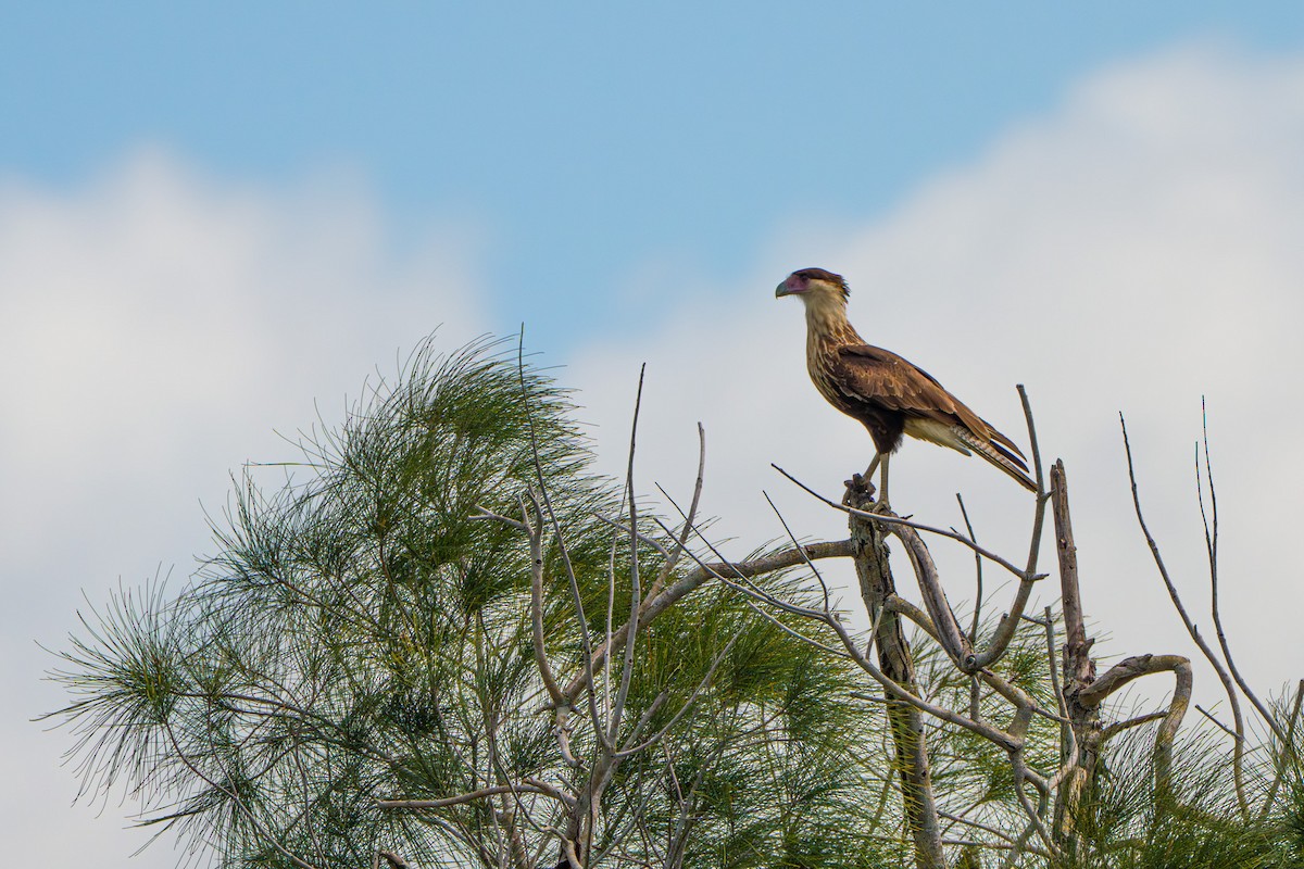 Crested Caracara - ML642716287