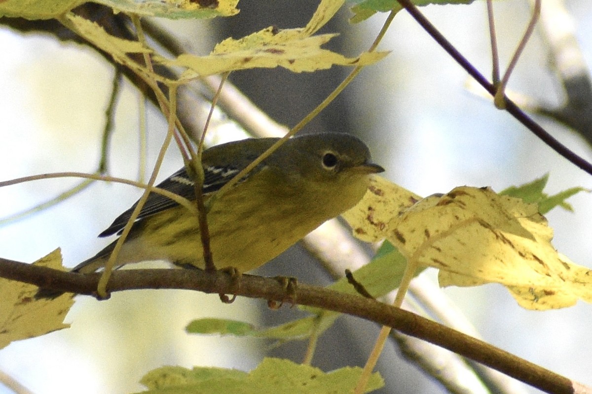 Magnolia Warbler - ML642716288