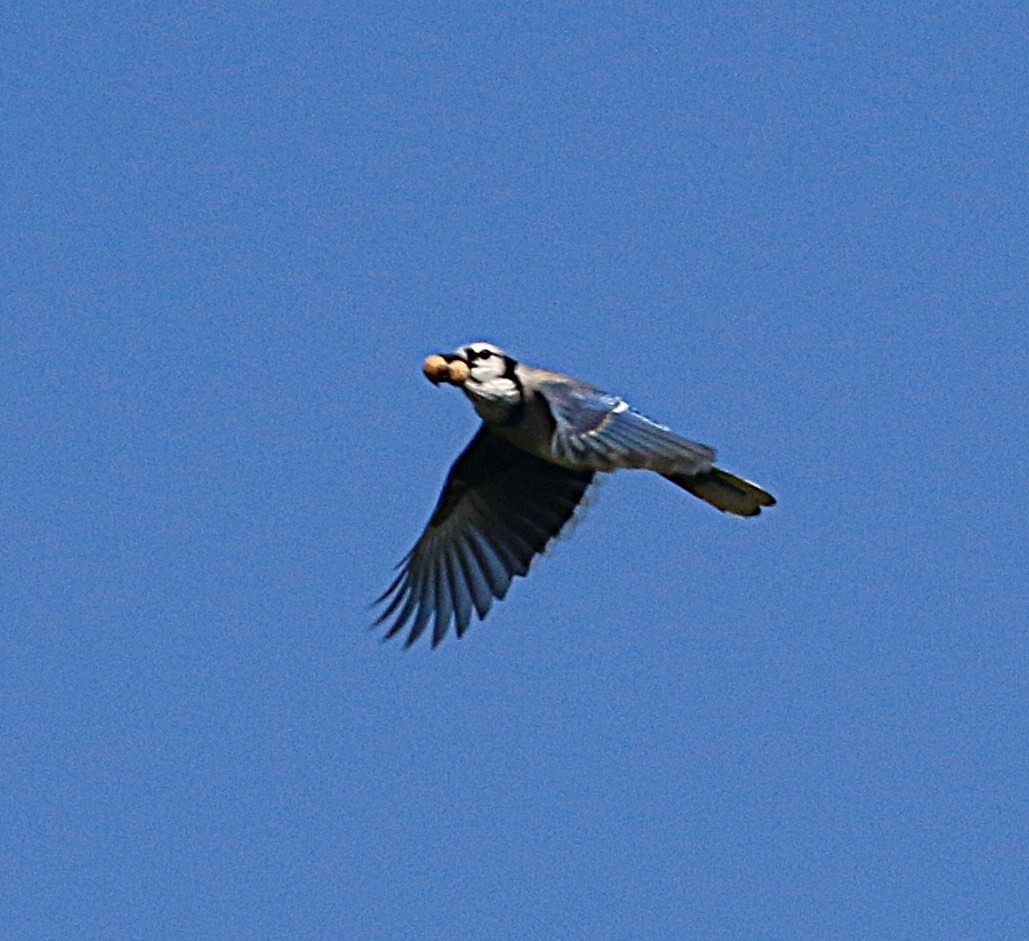 Blue Jay - ML642716291