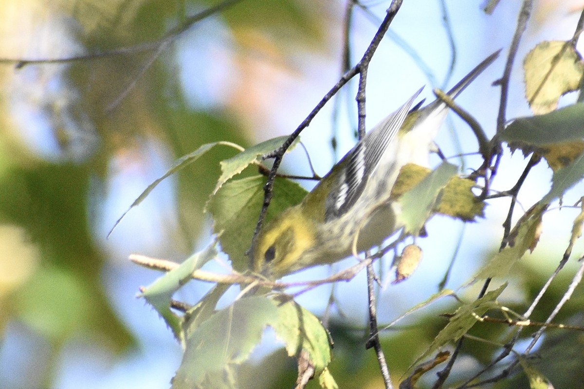 Black-throated Green Warbler - ML642716292