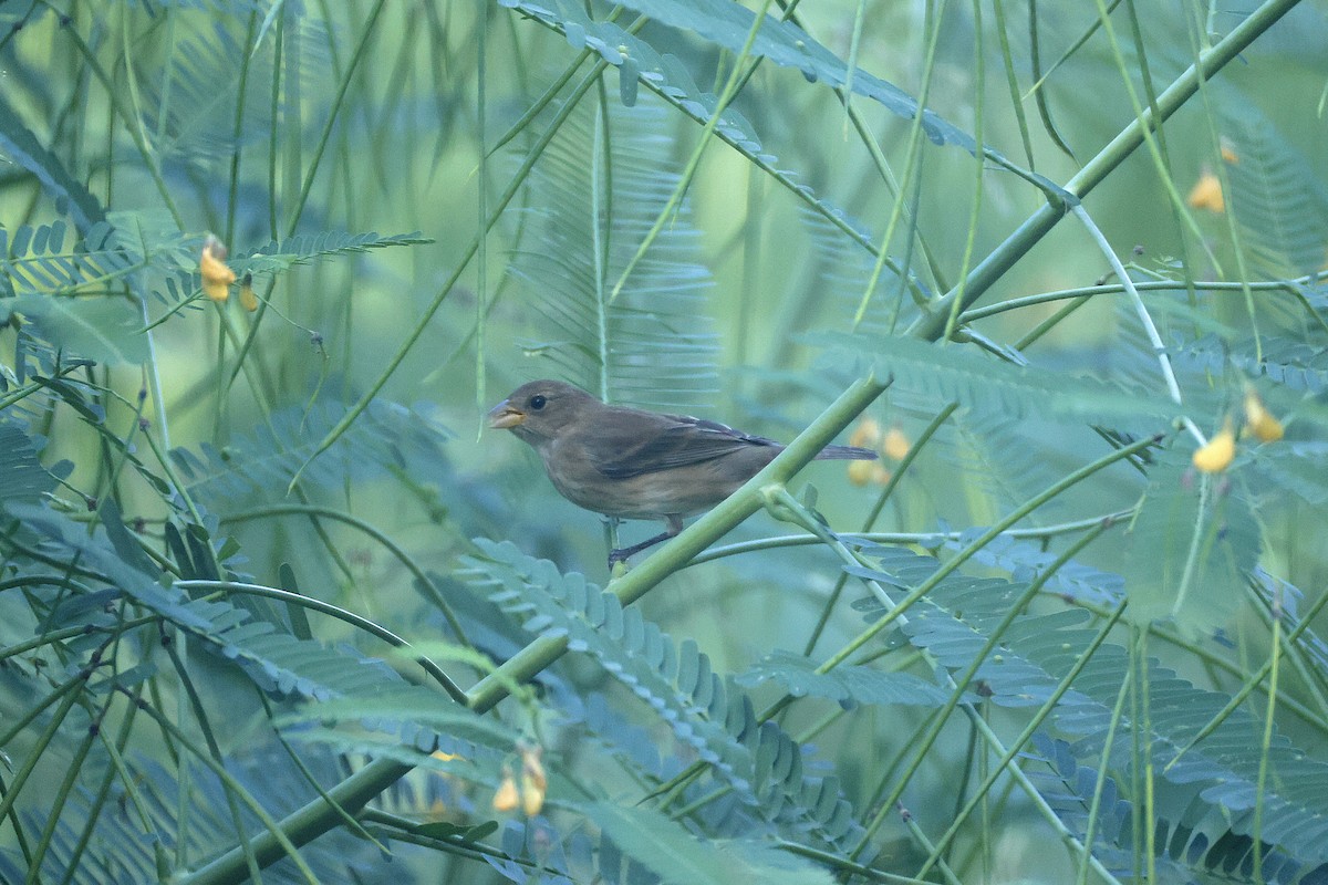 Indigo Bunting - ML642716293