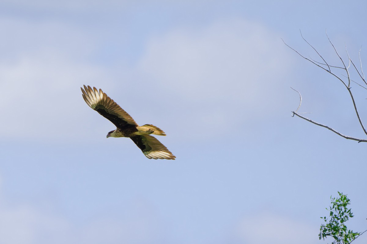 Crested Caracara - ML642716299