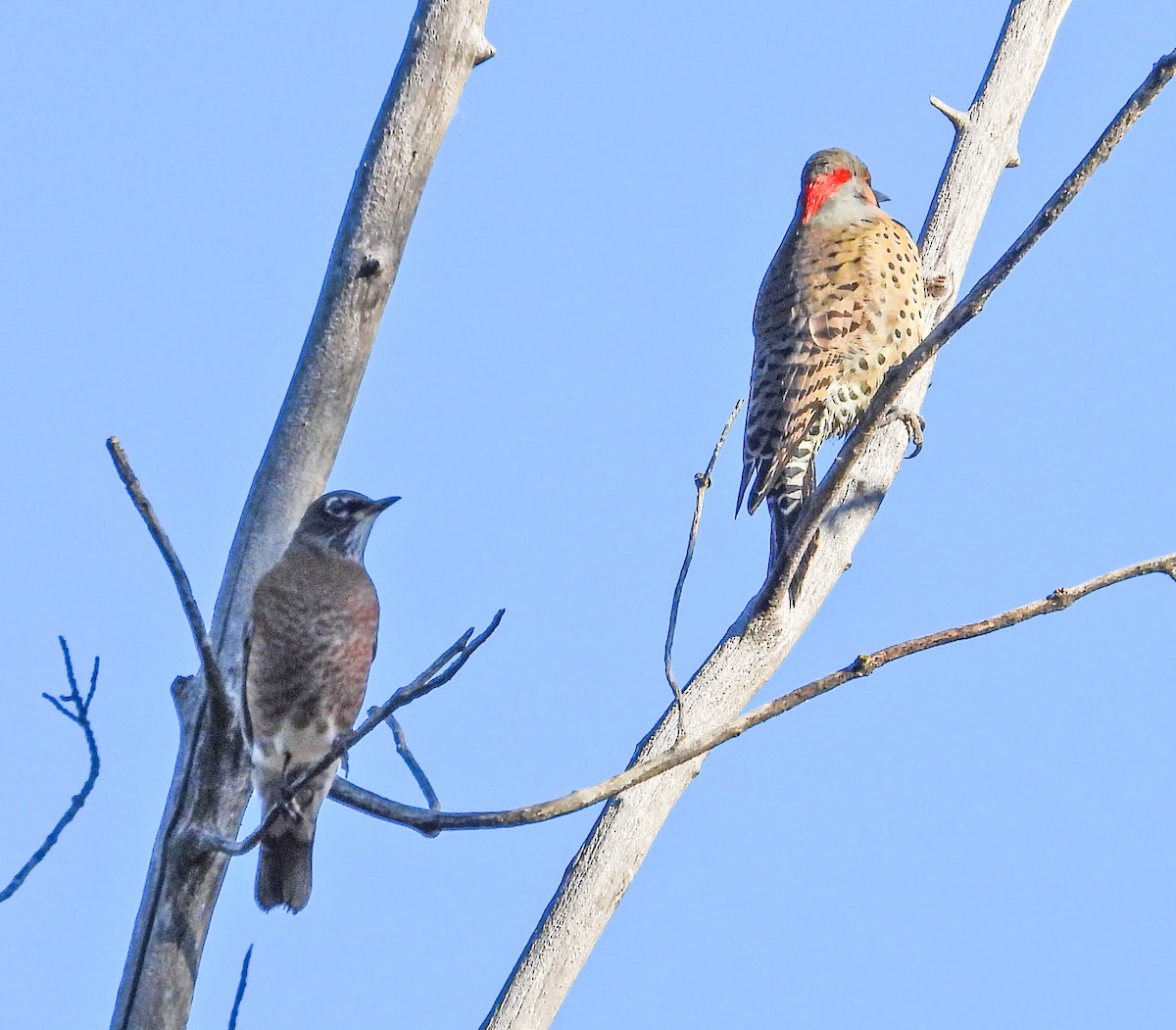 Northern Flicker - ML642716302