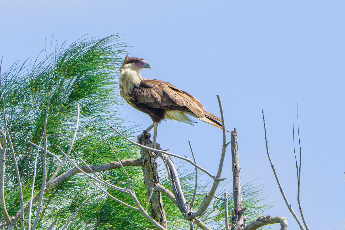 Crested Caracara - ML642716304