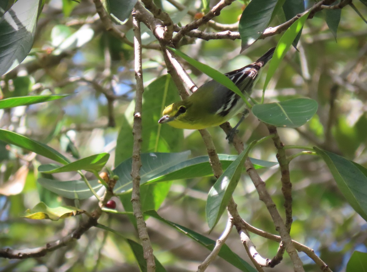 Gelbkehlvireo - ML642716315