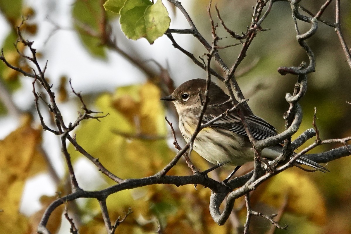 Yellow-rumped Warbler - ML642716317