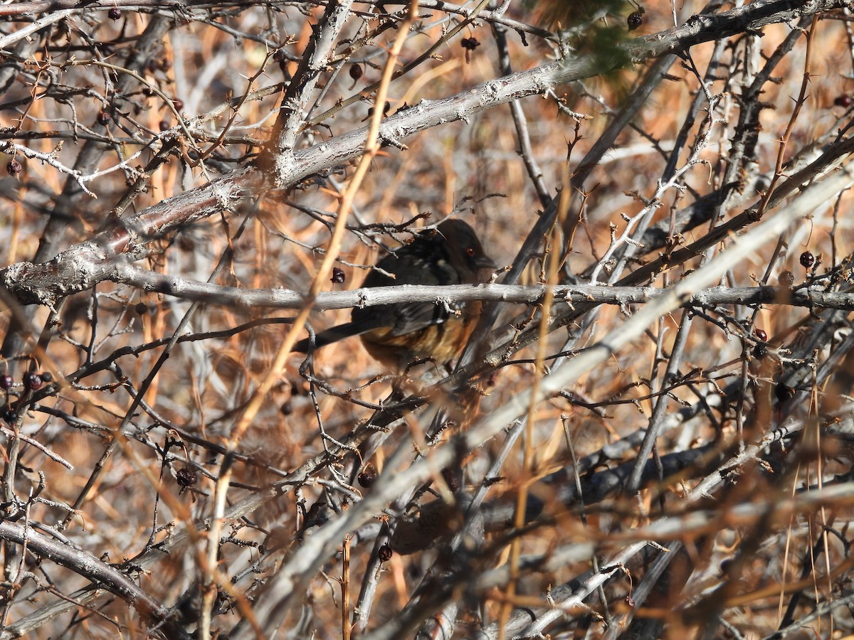 Spotted Towhee - ML642716323