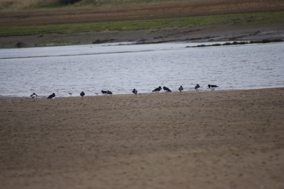 Eurasian Oystercatcher - ML642716331