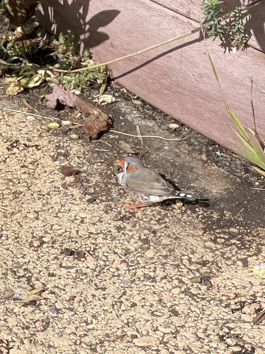 Zebra Finch - ML642716332