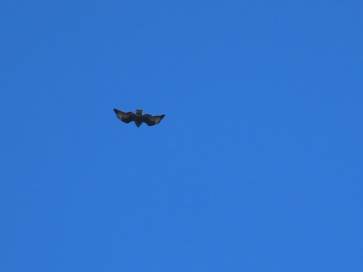 Short-tailed Hawk - ML642716334
